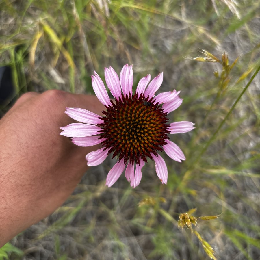 Our land — a purple coneflower on the Standing Rock prairie, Seven Stones Corp.