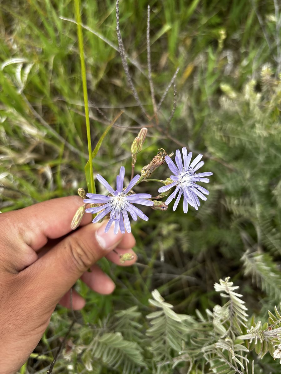 Garden & Sage Picking — 2026 Youth Development Initiative, Seven Stones Corp.
