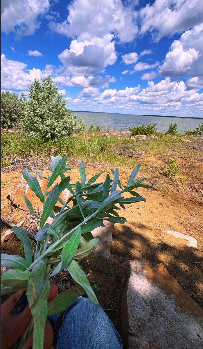 Garden & Sage Picking — 2026 Youth Development Initiative, Seven Stones Corp.