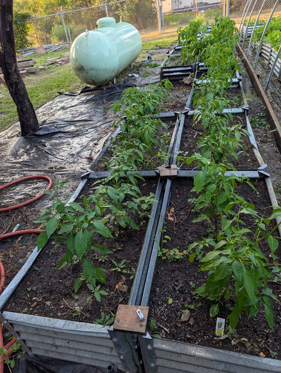 Garden Harvesting — 2026 Youth Development Initiative, Seven Stones Corp.