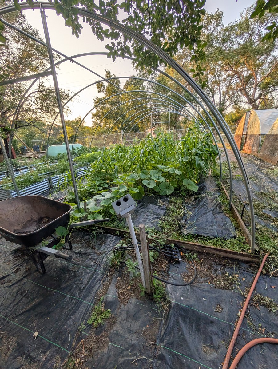Garden Harvesting — 2026 Youth Development Initiative, Seven Stones Corp.