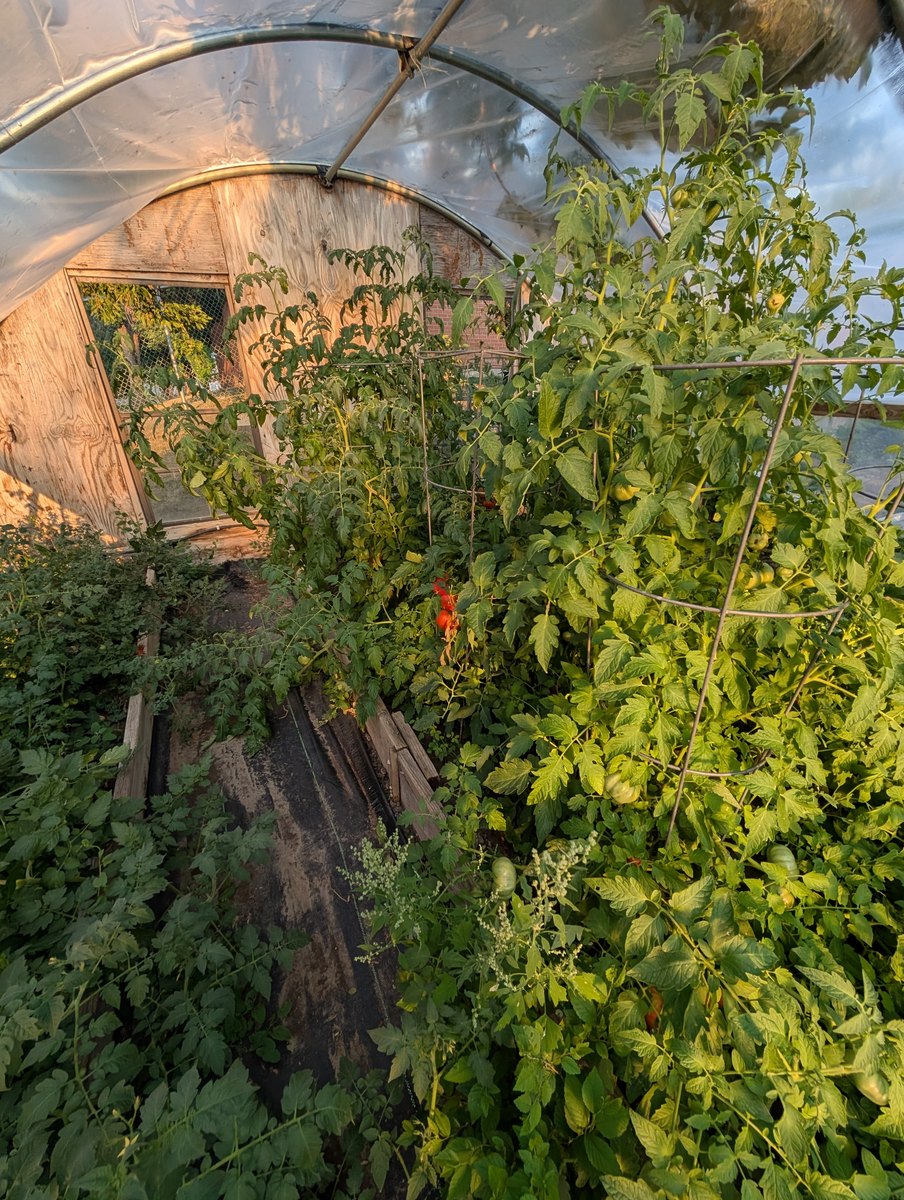 Garden Harvesting — 2026 Youth Development Initiative, Seven Stones Corp.