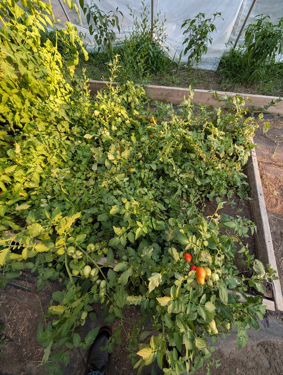 Garden Harvesting — 2026 Youth Development Initiative, Seven Stones Corp.