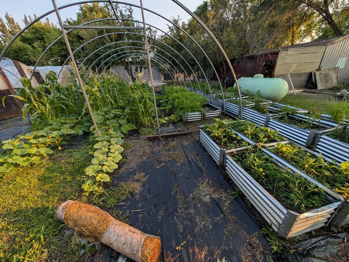 Garden Harvesting — 2026 Youth Development Initiative, Seven Stones Corp.