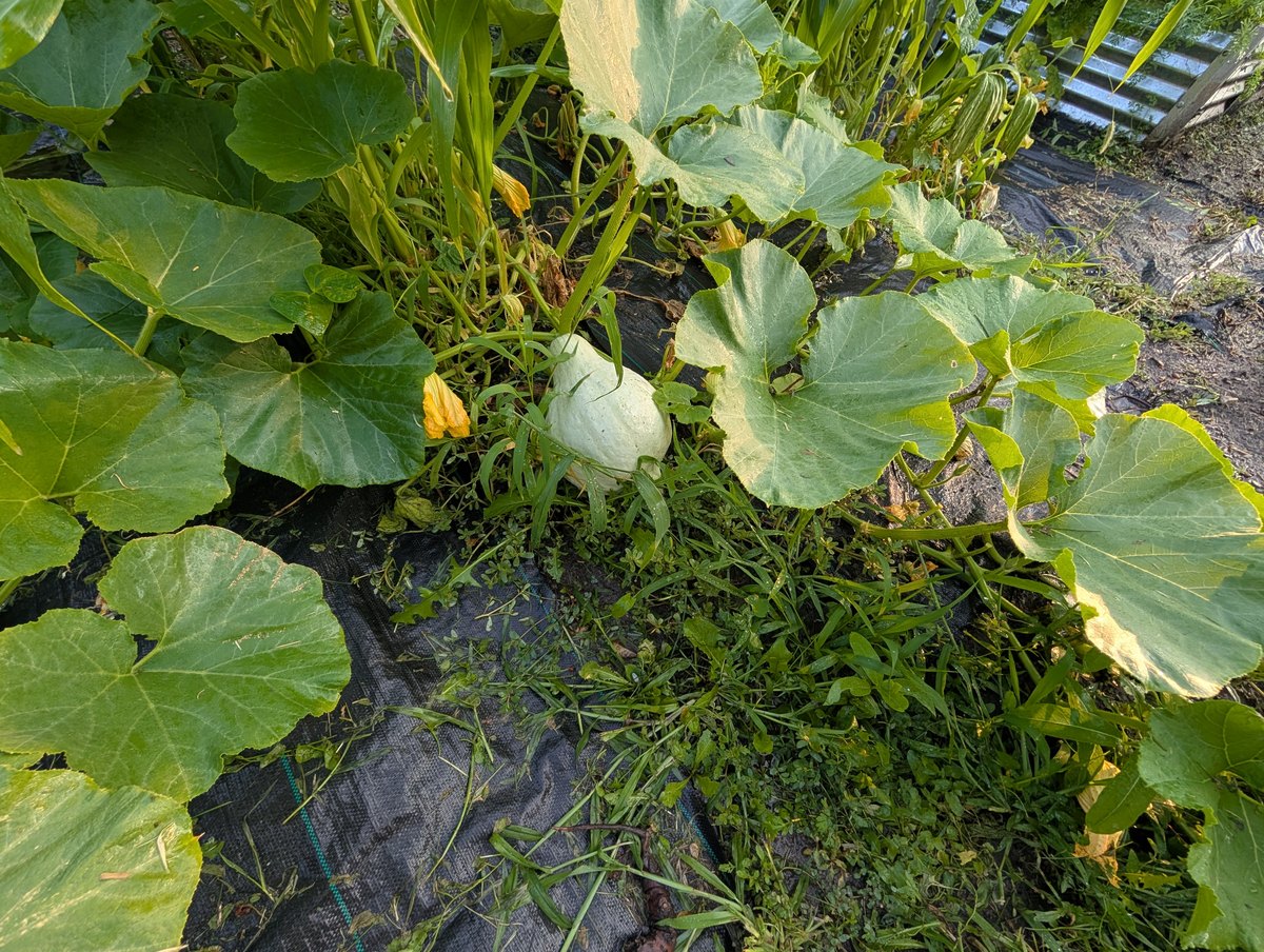 Garden Harvesting — 2026 Youth Development Initiative, Seven Stones Corp.