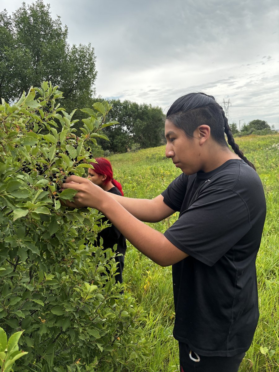 Chokecherry Picking — 2026 Youth Development Initiative, Seven Stones Corp.