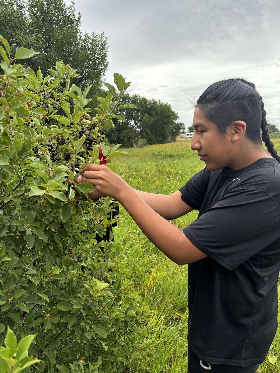 Chokecherry Picking — 2026 Youth Development Initiative, Seven Stones Corp.