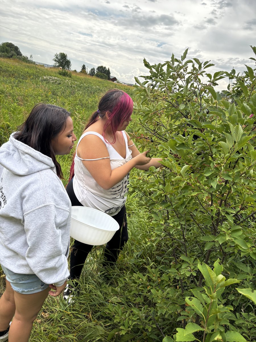 Chokecherry Picking — 2026 Youth Development Initiative, Seven Stones Corp.
