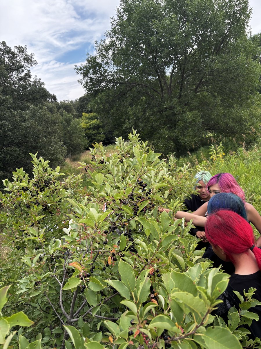Chokecherry Picking — 2026 Youth Development Initiative, Seven Stones Corp.